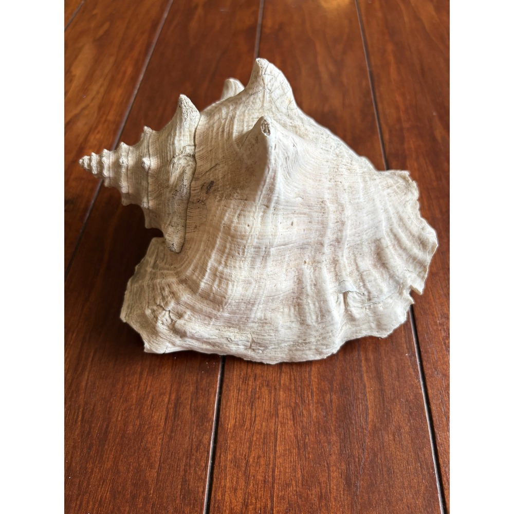 Natural Queen Conch Shell 6.5" Weathered Vintage 1960's Philippine Islands